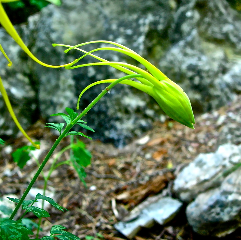 Aquilegia chrysantha