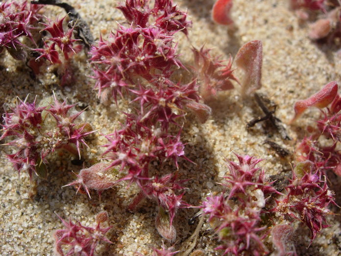 Chorizanthe eastwoodiae