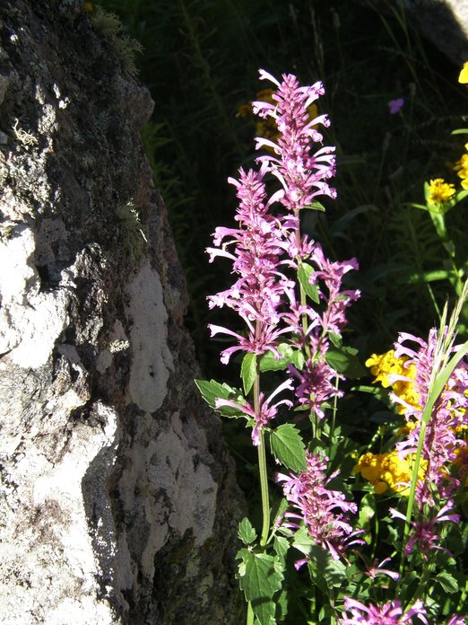 Agastache pringlei var. pringlei