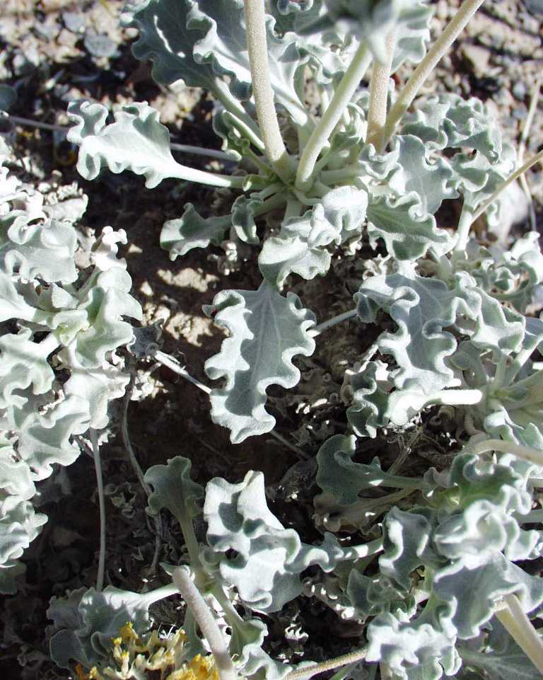 Enceliopsis nudicaulis