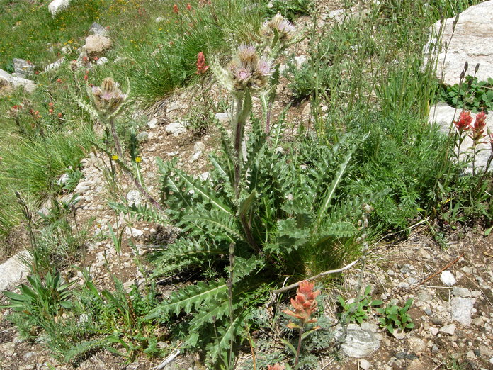 Cirsium scariosum var. coloradense
