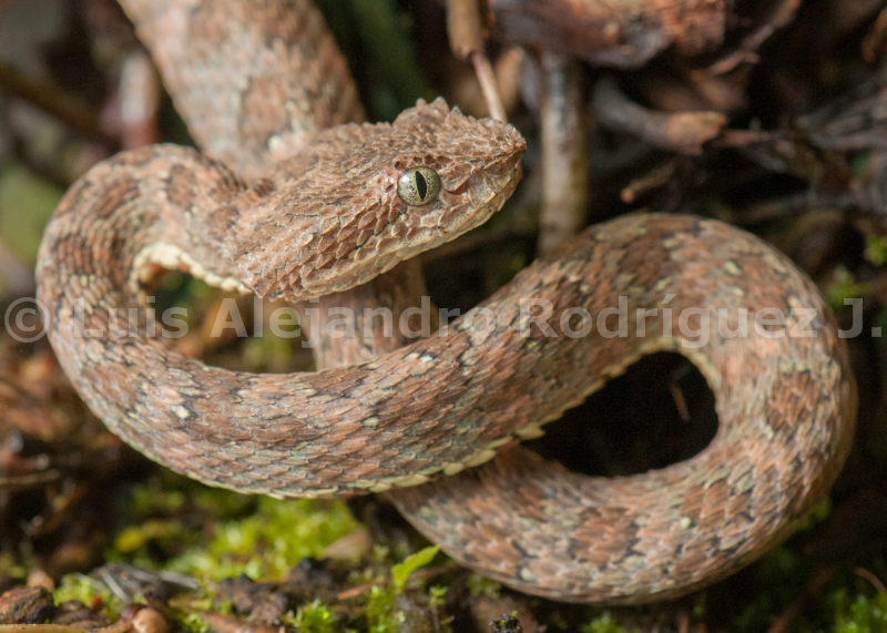 Bothriechis schlegelii Bothriechis schlegelii