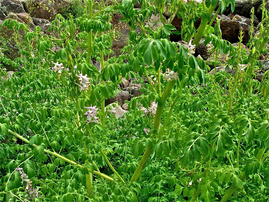 Corydalis caseana ssp. brandegeei