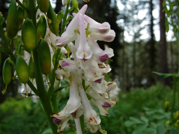 Corydalis caseana ssp. brandegeei