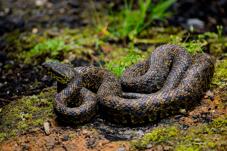 Protobothrops jerdonii Protobothrops jerdonii