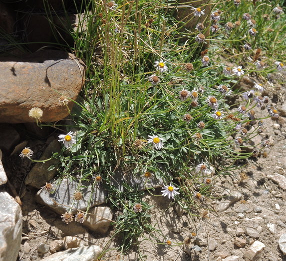 Erigeron leiomerus
