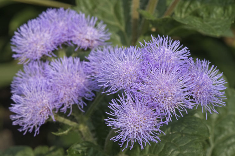 Ageratum houstonianum