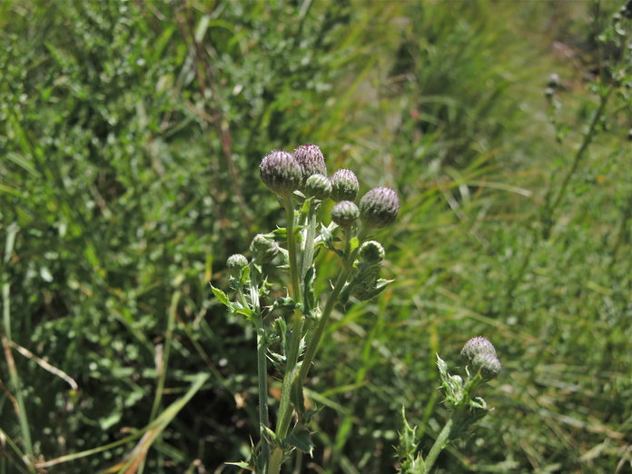 Cirsium arvense