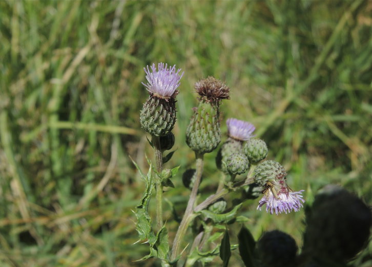 Cirsium arvense