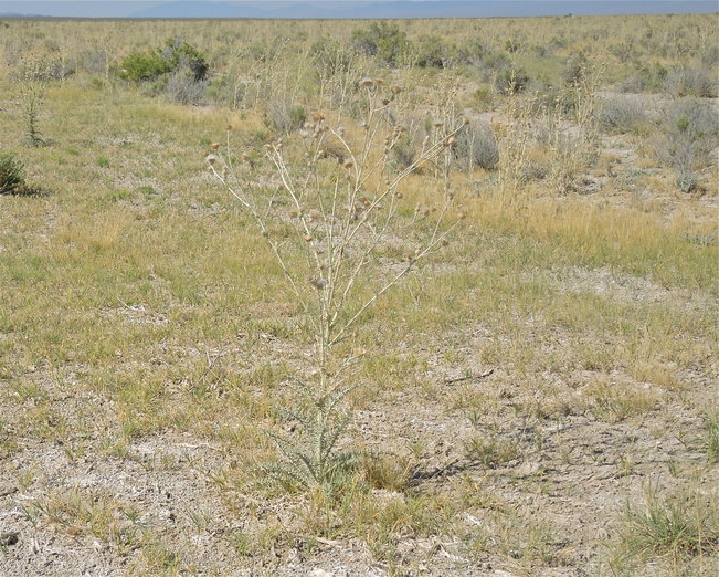 Cirsium sp.