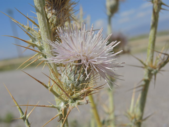 Cirsium sp.