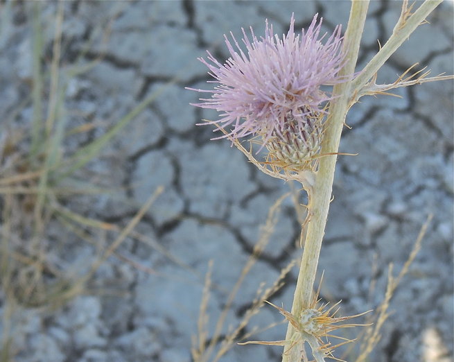 Cirsium sp.