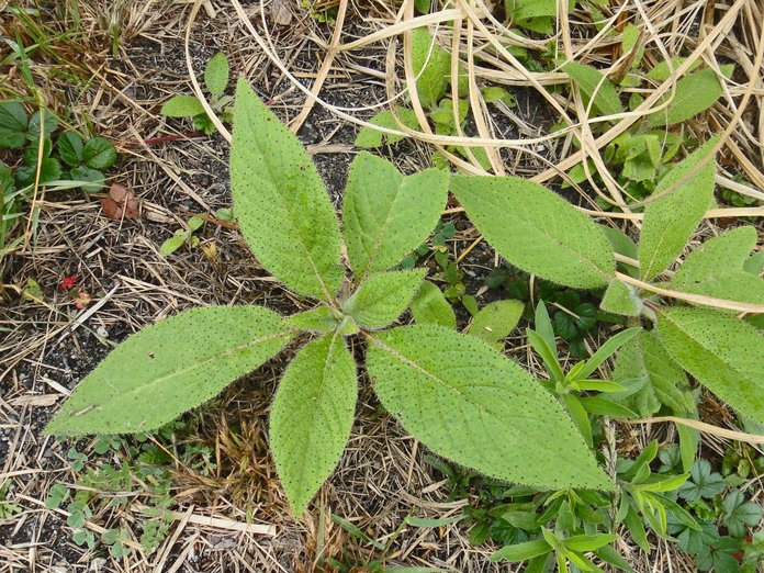 Echium pininana Echium pininana