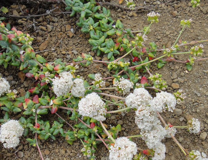 Eriogonum parvifolium
