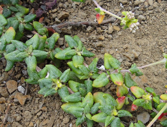 Eriogonum parvifolium