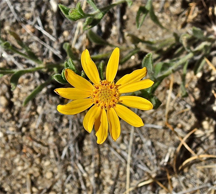 Heterotheca villosa var. minor