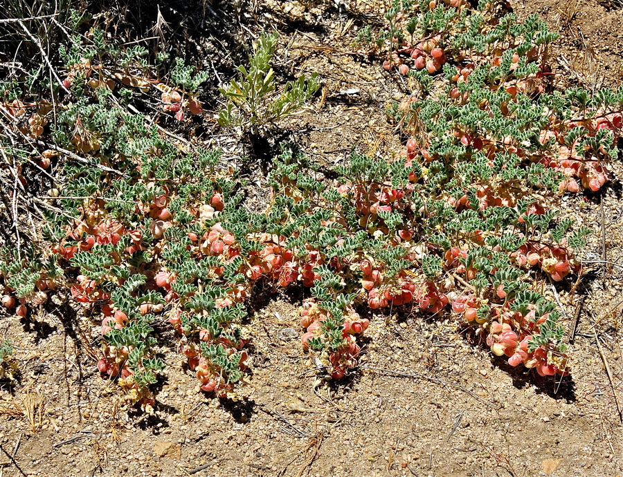 Astragalus pulsiferae