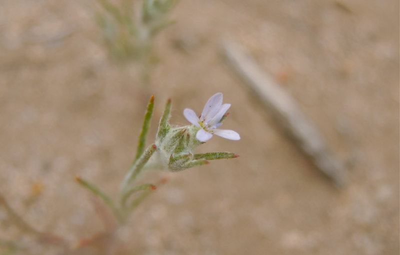 Eriastrum signatum