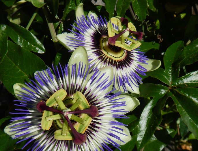Passiflora caerulea Passiflora caerulea