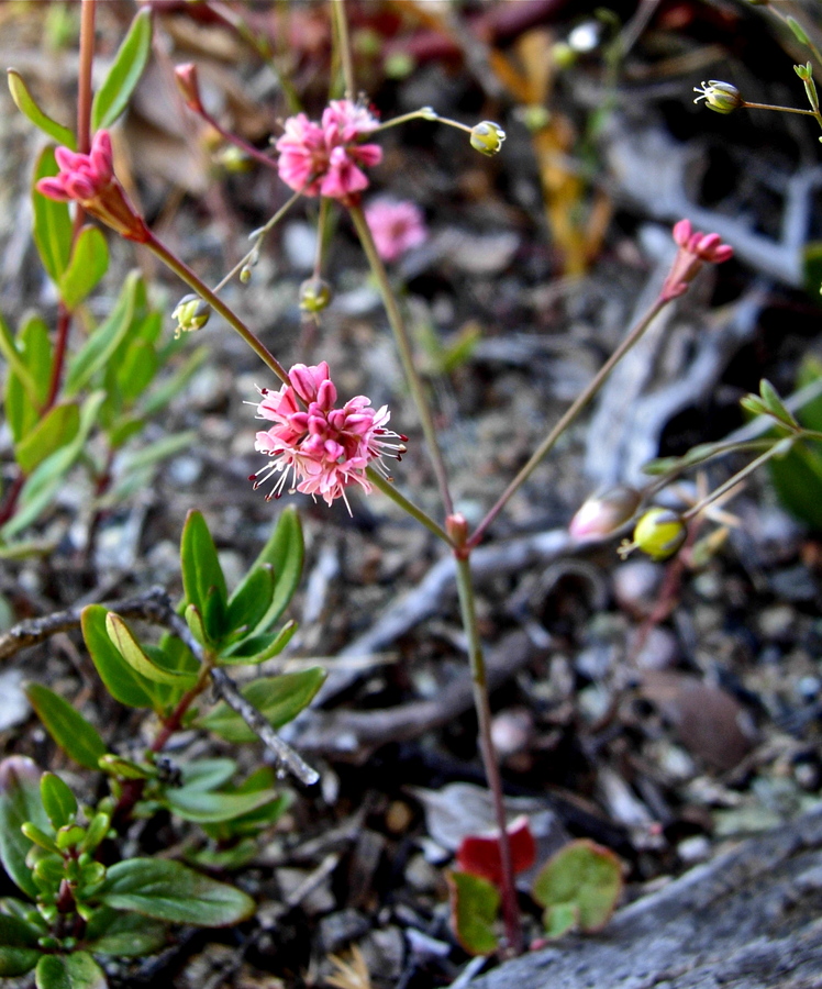 Eriogonum luteolum