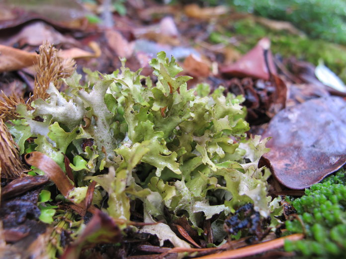 Tuckermannopsis subalpina Tuckermannopsis subalpina