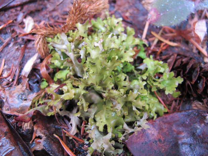 Tuckermannopsis subalpina Tuckermannopsis subalpina