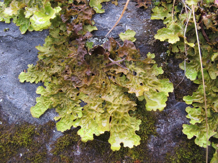 Lobaria linita