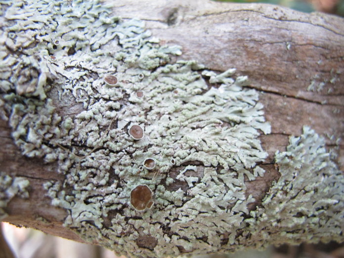 Parmeliopsis hyperopta