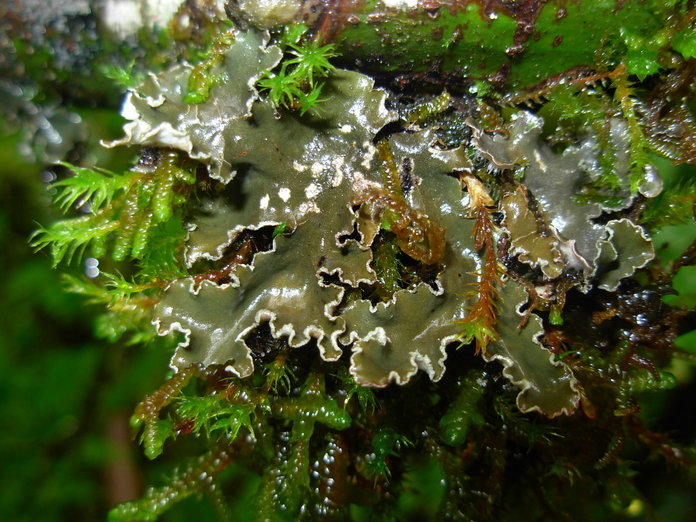 Peltigera collina