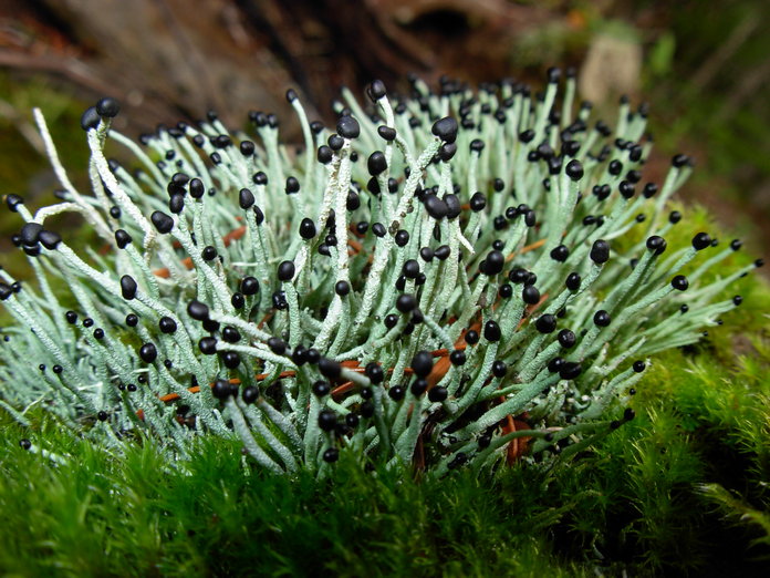 Pilophorus acicularis Pilophorus acicularis