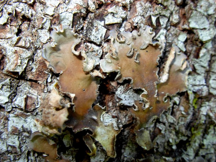 Peltigera canina