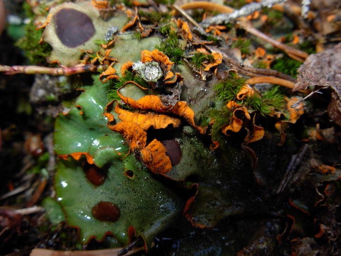 Solorina crocea Solorina crocea