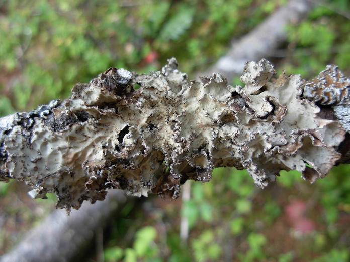 Lobaria scrobiculata Lobaria scrobiculata