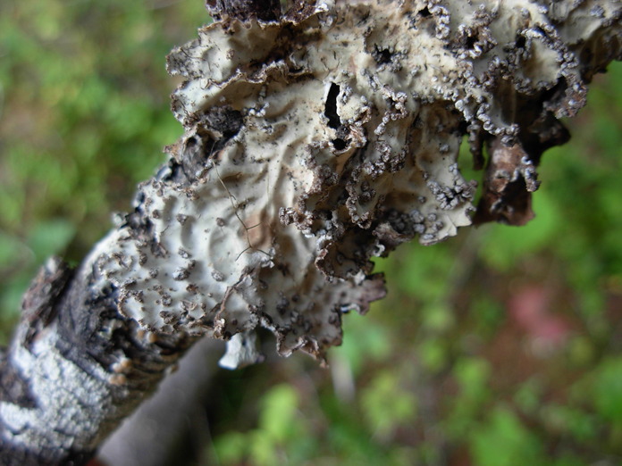 Lobaria scrobiculata Lobaria scrobiculata