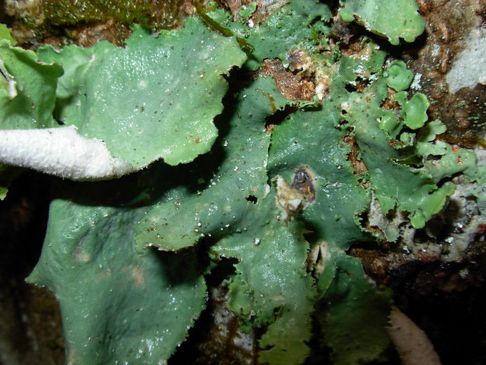 Pseudocyphellaria rainierensis Pseudocyphellaria rainierensis