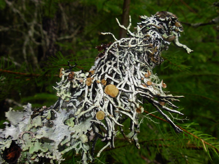 Hypogymnia inactiva Hypogymnia inactiva