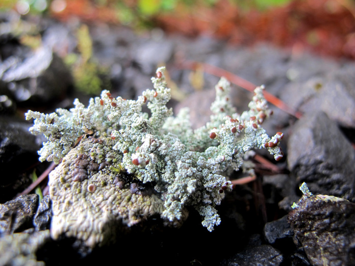 Stereocaulon tomentosum Stereocaulon tomentosum