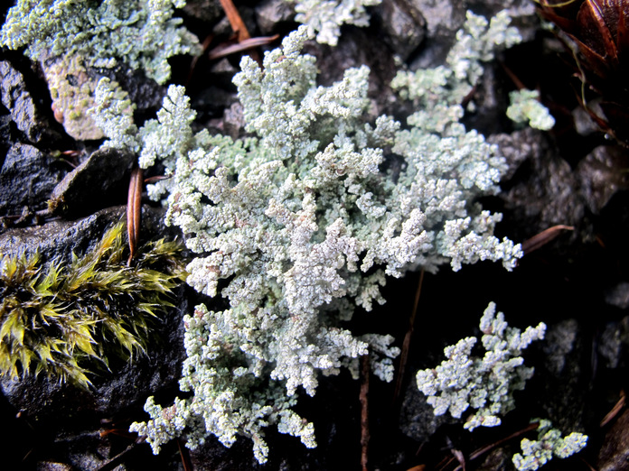 Stereocaulon tomentosum Stereocaulon tomentosum