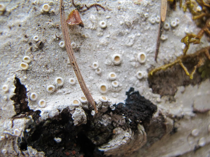 Ochrolechia laevigata