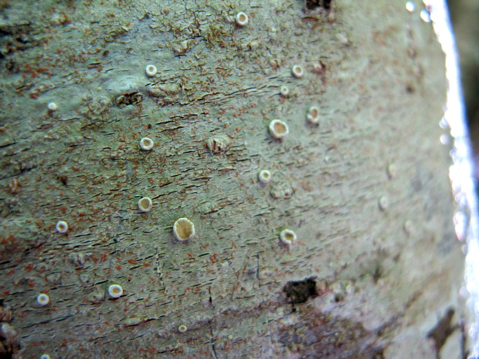 Ochrolechia laevigata Ochrolechia laevigata