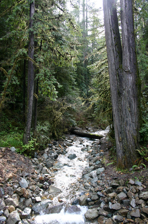 Jedediah Smith Redwoods State Park in Northern Coast Range