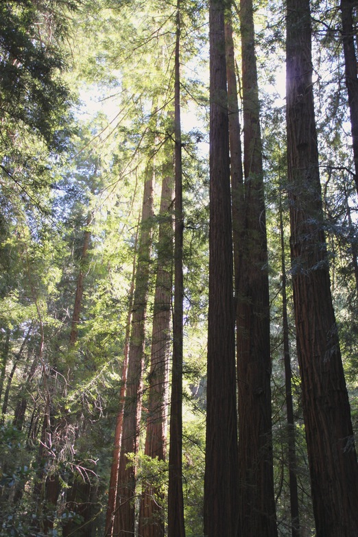 Sequoia sempervirens Sequoia sempervirens