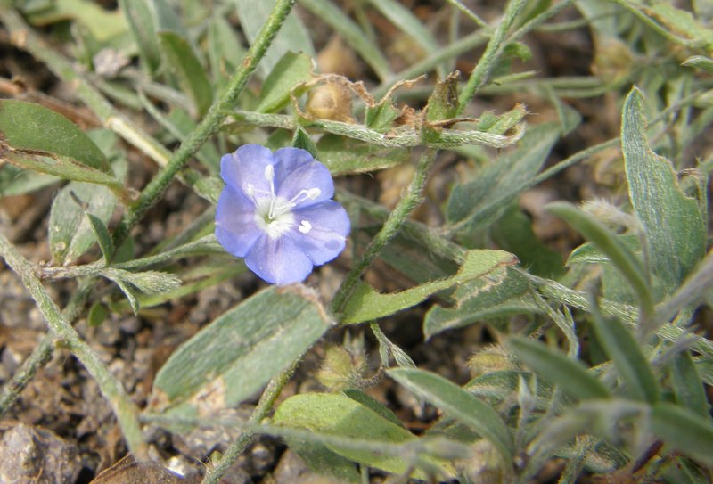 Evolvulus alsinoides Evolvulus alsinoides