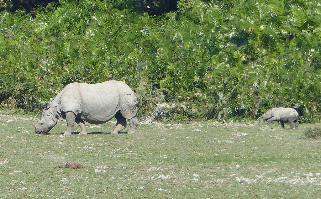 Rhinoceros unicornis