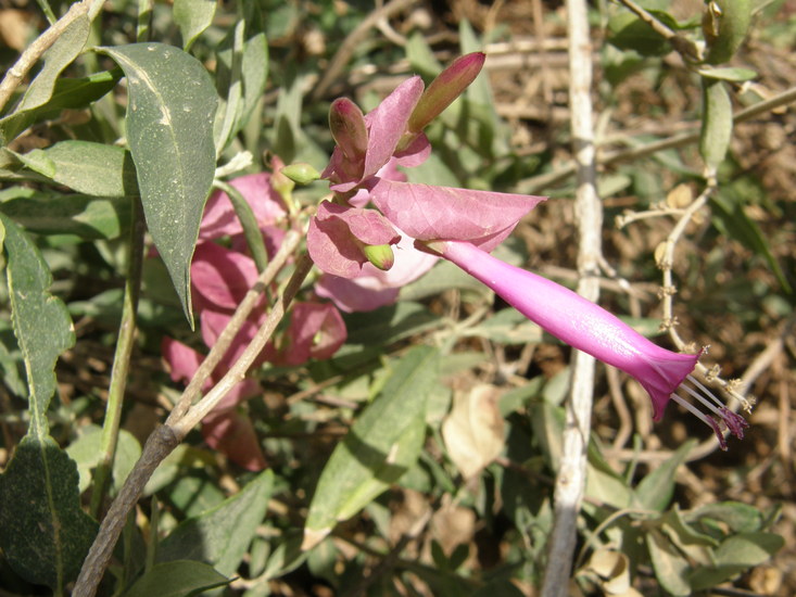 Ipomoea bracteata