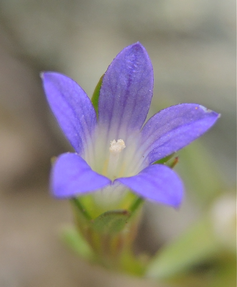 Githopsis pulchella