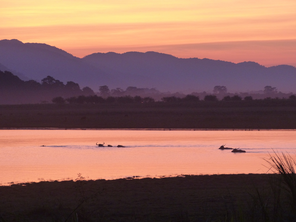 Sunset with buffaloes in Kaziranga National Park