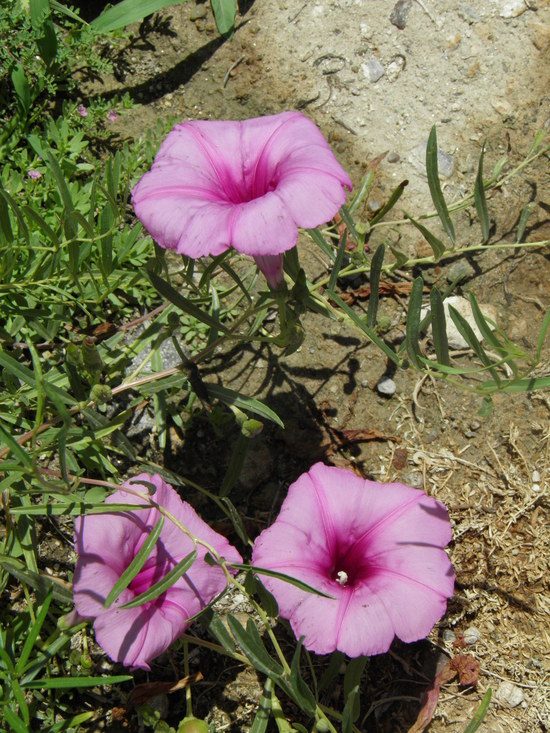 Ipomoea leptophylla