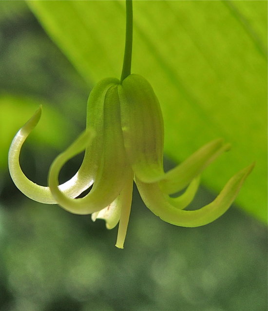 Streptopus amplexifolius var. americanus