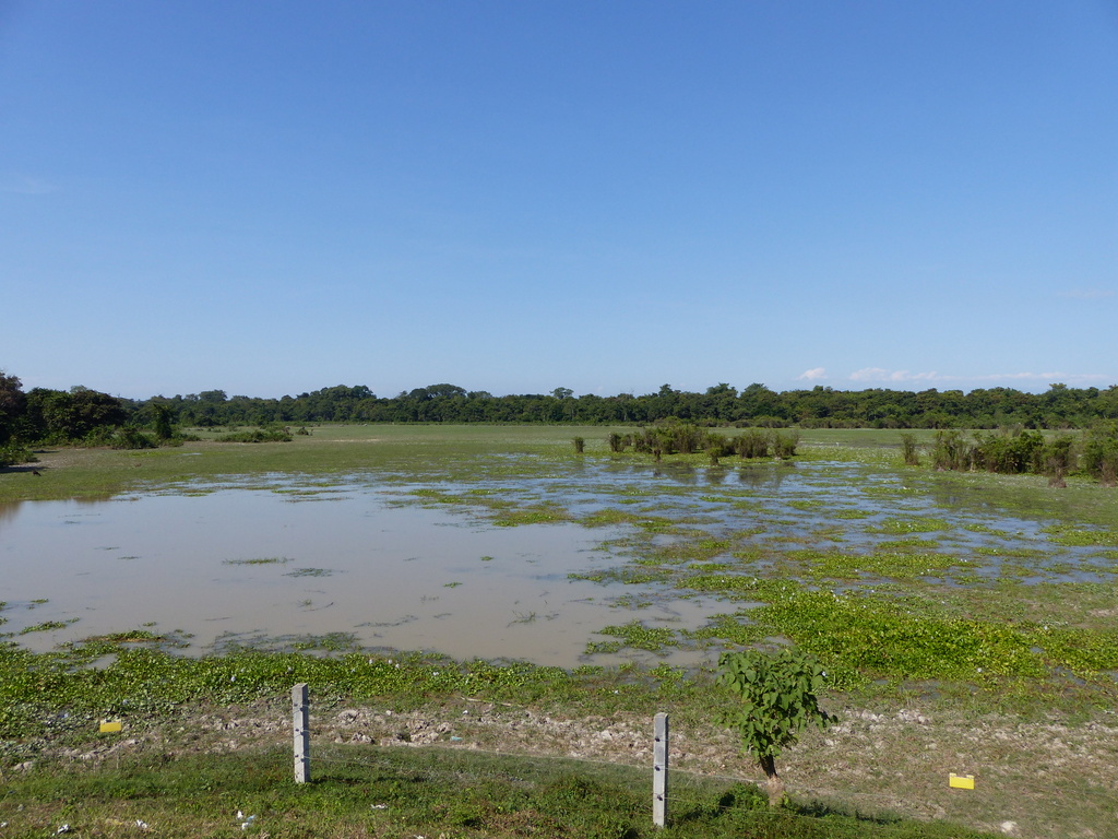 View over wet grassland habitat in Kaziranga NP